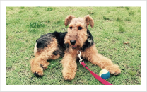 ウェルシュテリア